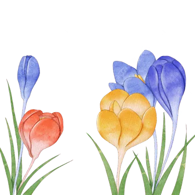 Растения-символы: для января - крокус (шафран), символ надежды и изысканной  пищи | Lev Graphis | Дзен
