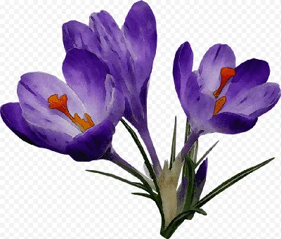 крокус — многолетний цветок. шафран - это тип крокуса. голубые цветы  крокуса весной Стоковое Фото - изображение насчитывающей флористическо,  зеленый: 215639120