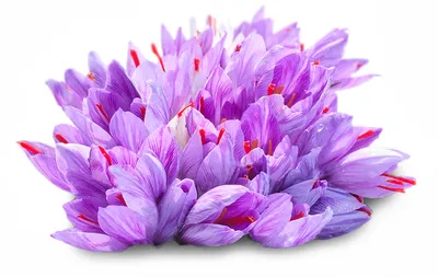 Свежий цветок шафрана на фоне сушеного шафрана на столе. место для текста |  Премиум Фото