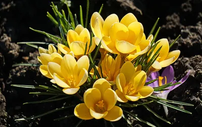 Шафран – купить в Находке по цене 7150 руб в цветочной компании Цветкофф