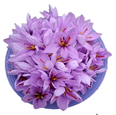 CROCUS Saffron Bulbs -Caribbean Garden Seed Crocus Sativus , FLOWERS, EASY  TO GROW - Walmart.com