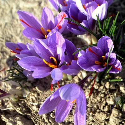 Saffron Flowers Information and Facts