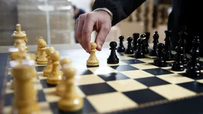 Медвежьи шахматы: история создания игры и новый бренд Твери - ТИА