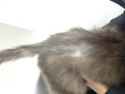 16 фото о том, что можно сделать с кошачьей шерстью: связать очаровательные  тапочки