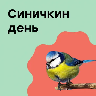 Синичкин День в \"Малинках\" - Южный парк птиц Малинки
