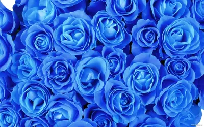 Голубые розы, розы, синее, цветы х - Обои для рабочего стола