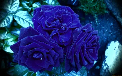 Обои Цветы Розы, обои для рабочего стола, фотографии цветы, розы, синие Обои  для рабочего стола, скачать обои картинки заставки на рабочий стол.