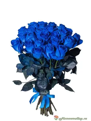 Обои на рабочий стол Белые и голубые розы, обои для рабочего стола, скачать  обои, обои бесплатно