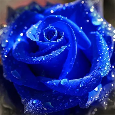 3d Обои Красивые Синие Розы — стоковые фотографии и другие картинки Роза -  Роза, Голубой, Обои - iStock