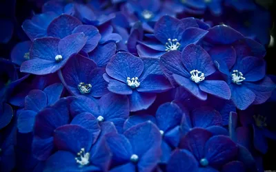 Картинка темно синие цветы с оттенками фиолетового цвета обои на рабочий  стол