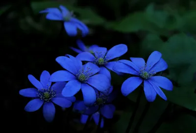 разные синие цветы природа обои - TenStickers