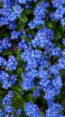 синие цветы на растении с зелеными ветвями Фон Обои Изображение для  бесплатной загрузки - Pngtree