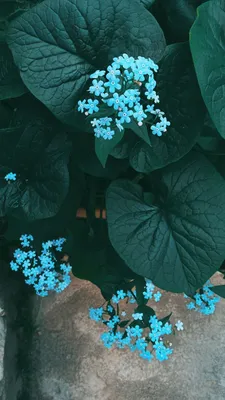 Голубые цветы | Цветы, Весенние цветы, Полевые цветы