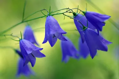 Фотообои Синие цветы Nru94992 купить на заказ в интернет-магазине