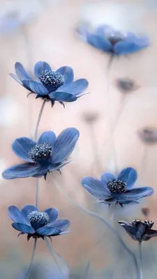 Синие цветы на черном фоне - красивые фото