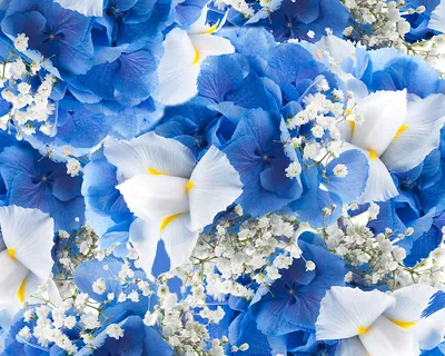синие цветы виолы гиацинта на белом фоне Обои Изображение для бесплатной  загрузки - Pngtree