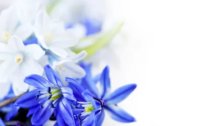 Гортензия голубая | Голубые розы, Синие обои, Синие цветы