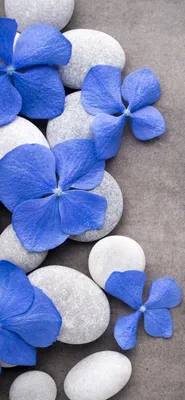 Синие цветы обои - 70 фото
