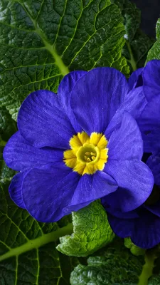 Синие нежные акварельные цветы обои Фон Обои Изображение для бесплатной  загрузки - Pngtree