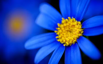 3d обои голубые украшения цветы на синем шелковом фоне Иллюстрация штока -  иллюстрации насчитывающей цветки, шелк: 221496915