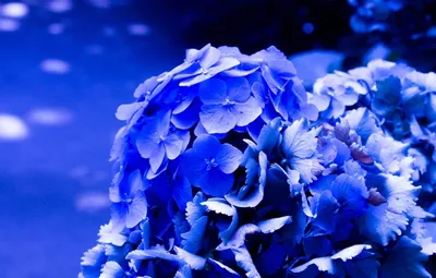 Красивые фото обои 368x254 см Нарисованные синие цветы на светлом фоне  (13792P8)+клей купить по цене 1200,00 грн