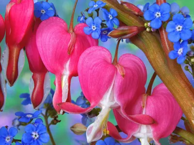 Флизелиновые фото обои про любовь 184x254 см Синие цветы (13531V4A)+клей  (ID#1536312482), цена: 1200 ₴, купить на Prom.ua