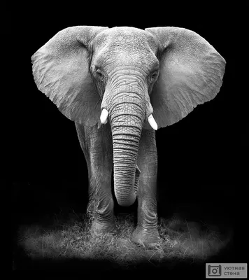 Фотообои \"Слон на черном фоне\" - Арт. 180054 | Купить в интернет-магазине  Уютная стена