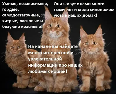 Смешные котов и кошек с надписью