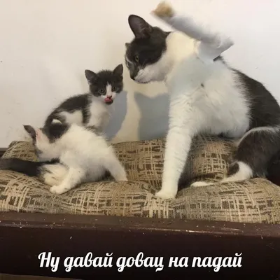 Смешные котики | Пикабу