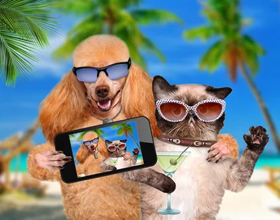 Прикольные и смешные животные. Смешные коты, собаки, приколы. – смотреть  онлайн все 2 видео от Прикольные и смешные животные. Смешные коты, собаки,  приколы. в хорошем качестве на RUTUBE