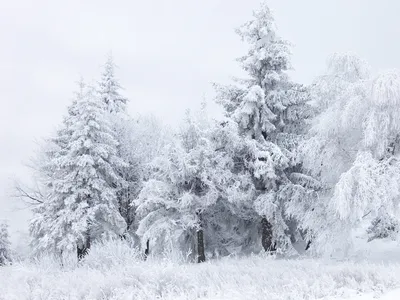 Картинки на тему #снега - в Шедевруме