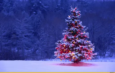 Еловые шишки, снег, чай и подарки на новый год. Яркая чашка чая, падающий  снег и подарки создают уют на новый год. Вид сверху. foto de Stock | Adobe  Stock