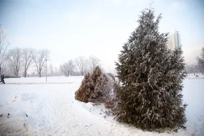 Скачать обои ночь, снег, новый год, елка, зима разрешение 1920x1080 #105383