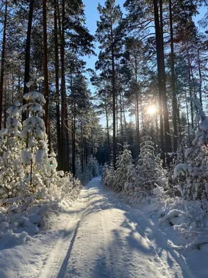 Снежный лес | Пейзажи, Зимние сцены, Живописные пейзажи