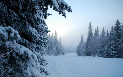 Мастер-класс по живописи «Снежный лес» 2024, Грозный — дата и место  проведения, программа мероприятия.