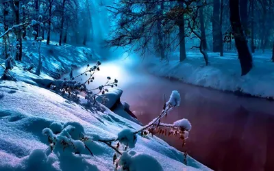 Снежный лес картинки - 57 фото