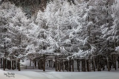Снежный лес в зимних горах стоковое фото. изображение насчитывающей сельско  - 161959094