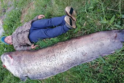 Сом в 200 килограммов: поразительные рекорды российских рыбаков и места,  где можно поймать потрясающую рыбу - KP.RU