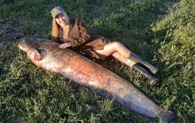 Красавица и чудовище: сибирячка поймала 62-килограммовую рыбу | НДН.Инфо