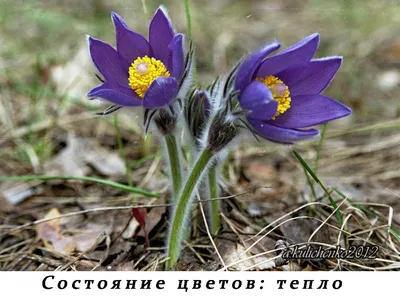 Сон-трава (Прострел) Пинвил Блю Вайлет Шейдс (Pinwheel Blue Violet Shades)  семена купить в Украине | Веснодар