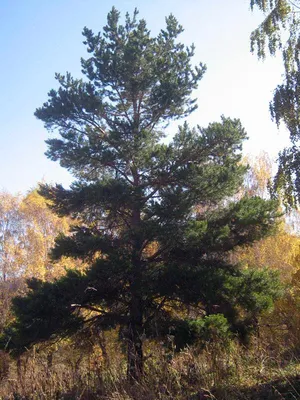 Сосна обыкновенная (Pinus sylvestris) | отзывы