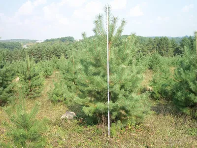 Сосна обыкновенная \" Pinus sylvestris \" купить в Москве саженцы из  питомника Greenpoint24