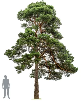 Сосна обыкновенная купить в Москве по цене 467 600 руб. с посадкой - Pinus  sylvestris