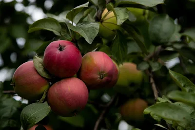 Яблочный Спас – купить в интернет-магазине, цена, заказ online