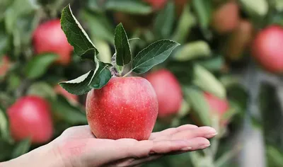 Яблочный спас: история и традиции праздника