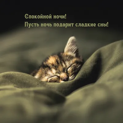Открытки с пожеланием спокойной ночи - Живые открытки с животными для  любого дня в 2024 году - Страница 1