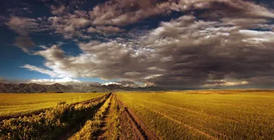Сельское хозяйство Казахстана — Википедия