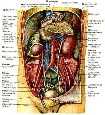 Женская анатомия брюшной полости и внутренних органов, компьютерная  иллюстрация . — Озил работает, Цифровая - Stock Photo | #308621952