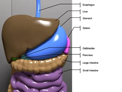 Презентация \"Анатомия органов брюшной полости\" – скачать проект