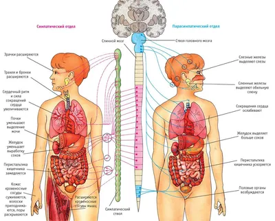Анатомия органов таза мужчины - описание, заказать | Гэотар-мед